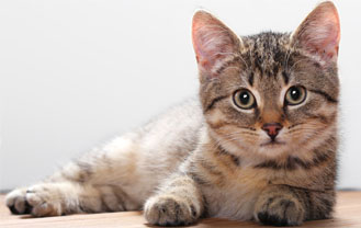 Toptan Kedi Maması Fiyatları