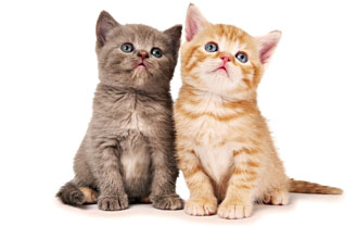 Toptan Konserve Kedi Maması