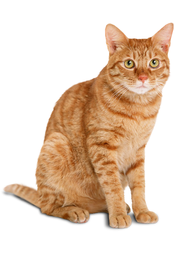 Sevimli Evcil Dostlarımıza Destek Olalım